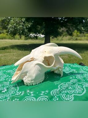 Goat Skull - Animal Bones - Taxidermy - Green Bandana